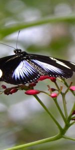 Flower,Macro,Flight,Butterfly,Patterns