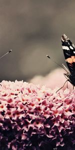 Flower,Macro,Flight,Insects,Surface,Butterflies