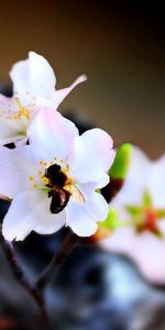 Flower,Macro,Flowering,Bee,Pollination,Bloom