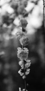 Macro,Branche,P C,Chb,Fleur,Source,Floraison,Printemps