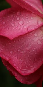 Drops,Pétales,Fleur,Macro,Une Rose,Fleurs,Rose