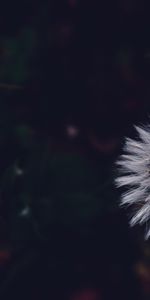 Flower,Macro,Fluffy,Dandelion