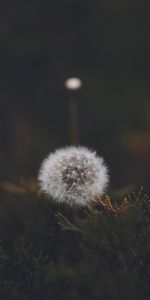 Flower,Macro,Fluffy,Dandelion,Seed,Seeds