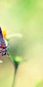 Flower,Macro,Glare,Paints,Flight,Butterfly