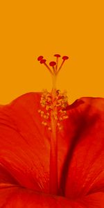 Macro,Fleur,Hibiscus