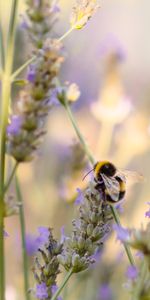 Flower,Macro,Insect,Animals,Bumblebee