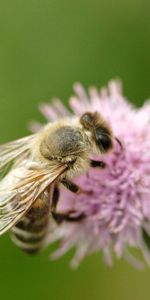 Macro,Insecte,Fleur,Abeille,Vol