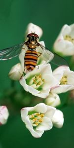 Macro,Pollinisation,Insecte,Abeille,Fleur