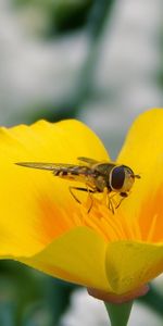 Flower,Macro,Insect,Bee,Pollination