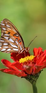 Macro,Fleur,Marron,Insecte,Papillon