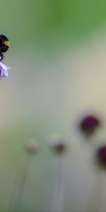 Flower,Macro,Insect,Bumblebee