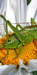 Macro,Insecte,Sauterelle,Camomille,Fleur