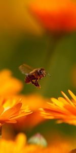 Macro,Insecte,Vol,Abeille,Fleur