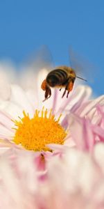 Macro,Pollinisation,Insecte,Abeille,Fleur,Vol