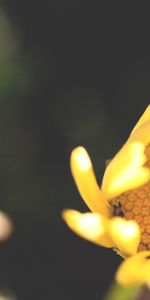 Flower,Macro,Insect,Ladybug,Ladybird