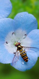 Flower,Macro,Insect,Plant