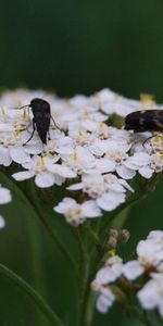 Herbe,Macro,Insecte,Fleur,Ombre