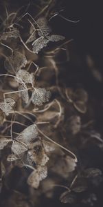 Hojas,Flor,Macro,Pétalos,Planta