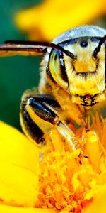 Flower,Macro,Light,Insect,Light Coloured,Bee,Mustache,Moustache