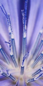 Flower,Macro,Light,Petals,Light Coloured,Stamens