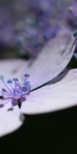 Lilas,Macro,Fleur,Pétales