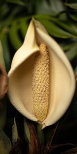 Flower,Macro,Lily,Close Up