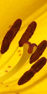 Flower,Macro,Lily,Stamens,Pollen