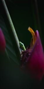 Lézard,Reptiles,Macro,Fleur