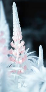 Flower,Macro,Lupine,Pink