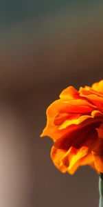 Flower,Macro,Marigold,Velvet,Petals