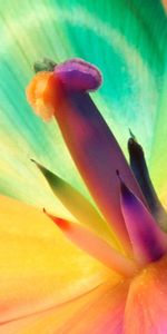 Flower,Macro,Motley,Lily,Stamens,Multicolored,Colorful,Colourful