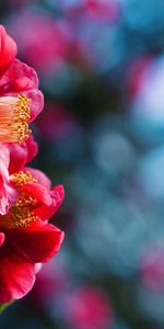 Flower,Macro,Petals