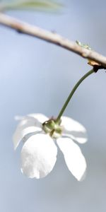 Flower,Macro,Petals