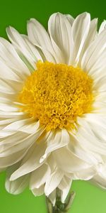 Flower,Macro,Petals,Background