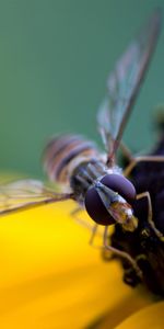 Macro,Pollinisation,Pétales,Abeille,Fleur