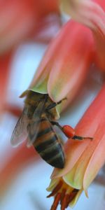 Flower,Macro,Petals,Bee,Pollination