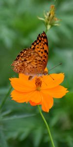 Flower,Macro,Petals,Blur,Smooth,Insect,Butterfly