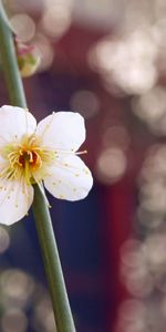 Macro,Bourgeon,Branche,Fleur,Pétales