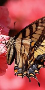 Flower,Macro,Petals,Butterfly