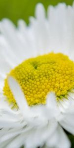 Flower,Macro,Petals,Chamomile,Camomile