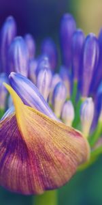 Flower,Macro,Petals,Close Up