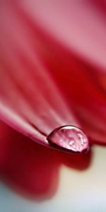 Flower,Macro,Petals,Drop,Humid,Wet