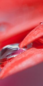 Drops,Pétales,Fleur,Macro