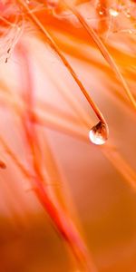 Drops,Flor,Macro,Pétalos,Planta