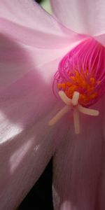 Flower,Macro,Petals,Flowering,Cactus,Bloom