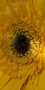 Flower,Macro,Petals,Gerbera