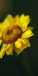 Flower,Macro,Petals,Greased,Smeared,Glare