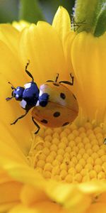 Flower,Macro,Petals,Ladybug,Ladybird,Crawl