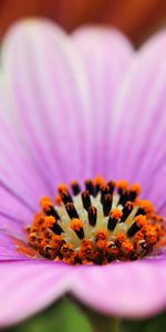 Flower,Macro,Petals,Lines