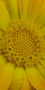 Flower,Macro,Petals,Pollen,Drops